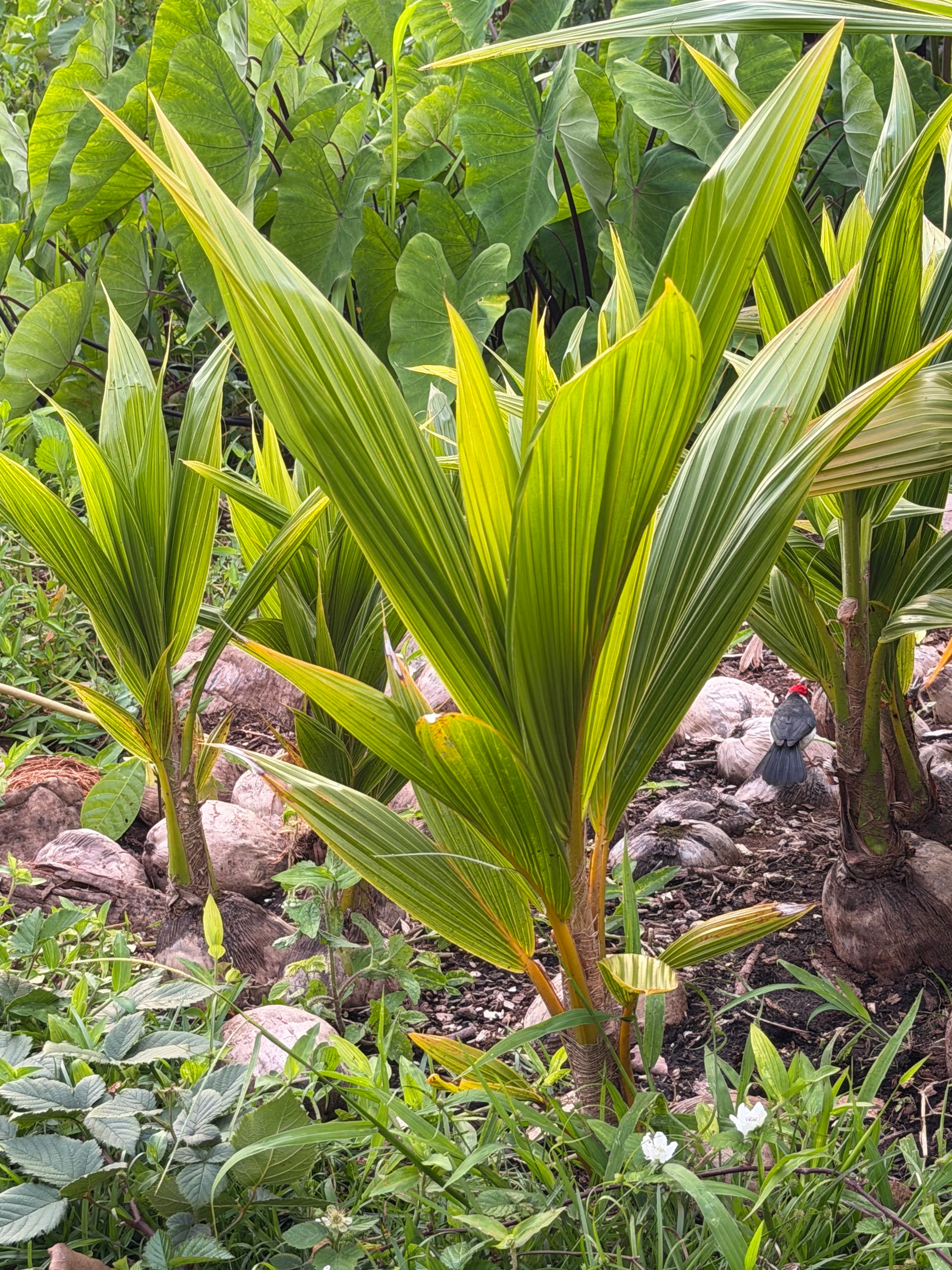 Young coconut seedlings growing at the Keauhou farm
