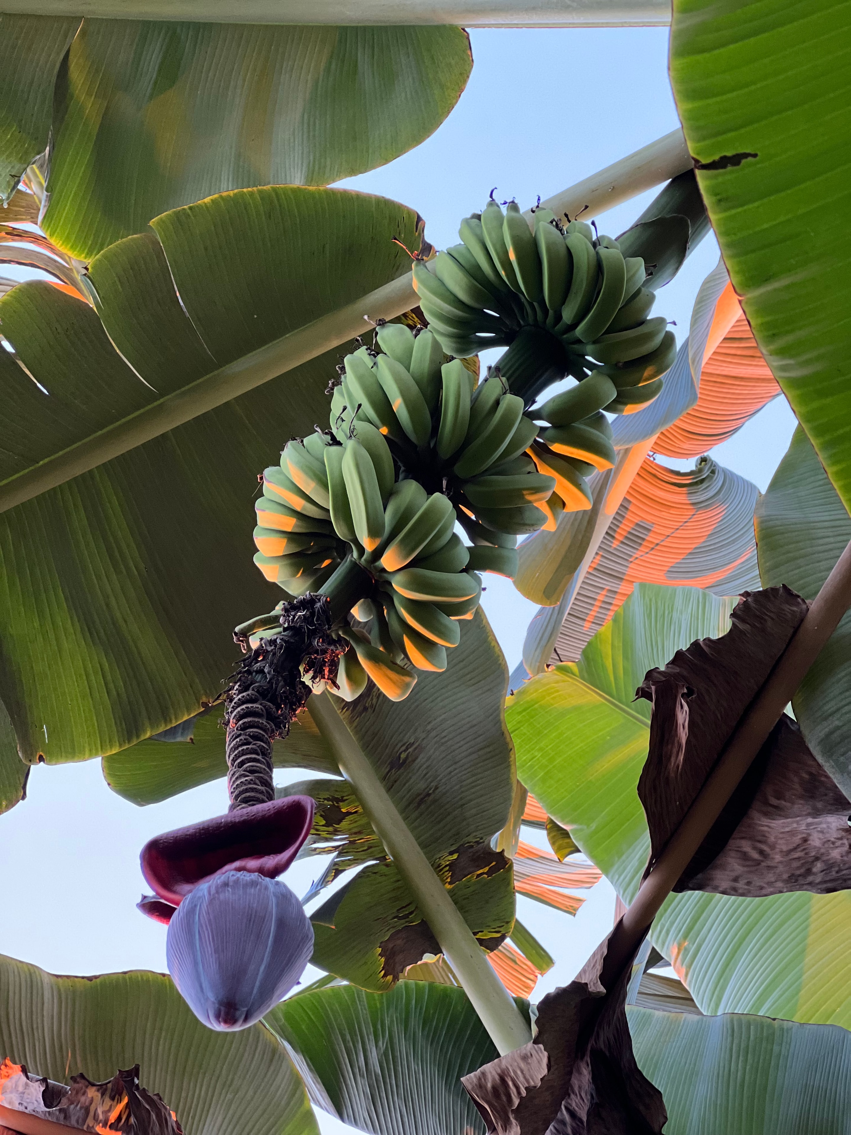 Maiʻa banana trees at sunset in Keauhou