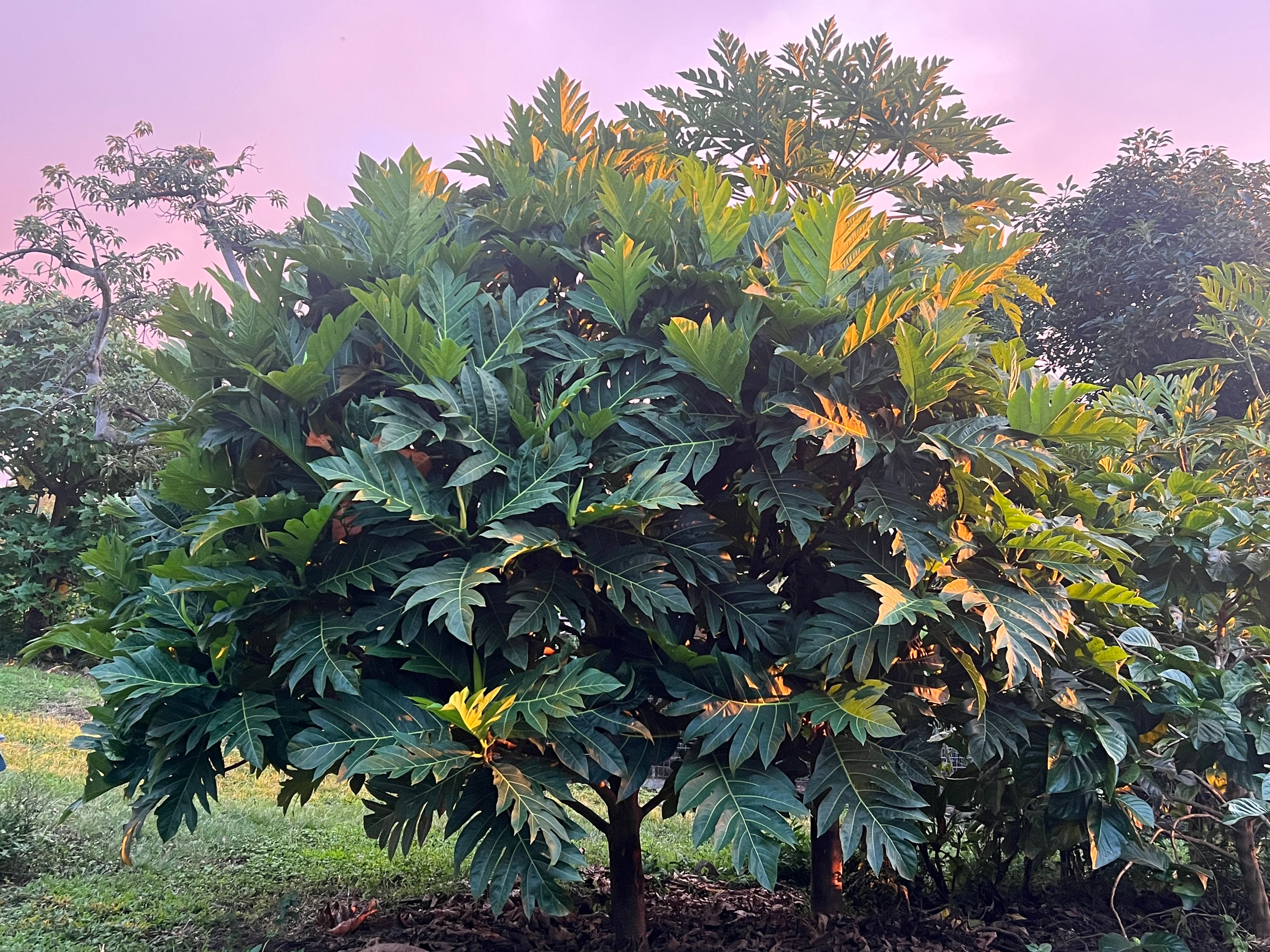 ʻUlu Maʻafala breadfruit tree at sunset on the Keauhou farm
