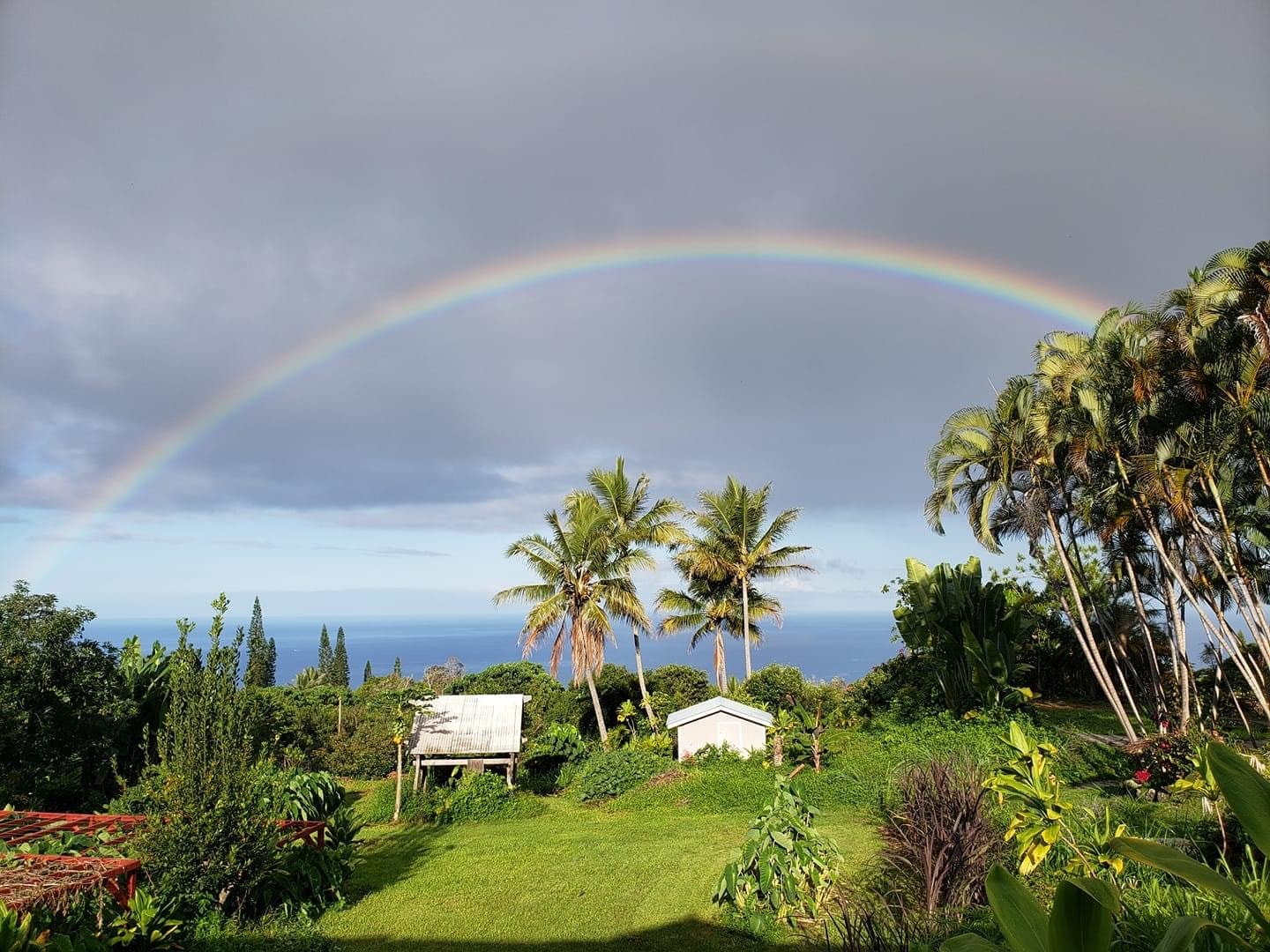 Rainbow arching over the hālau farmland in Keauhou, Hawaiʻi with palm trees and ocean in the distance