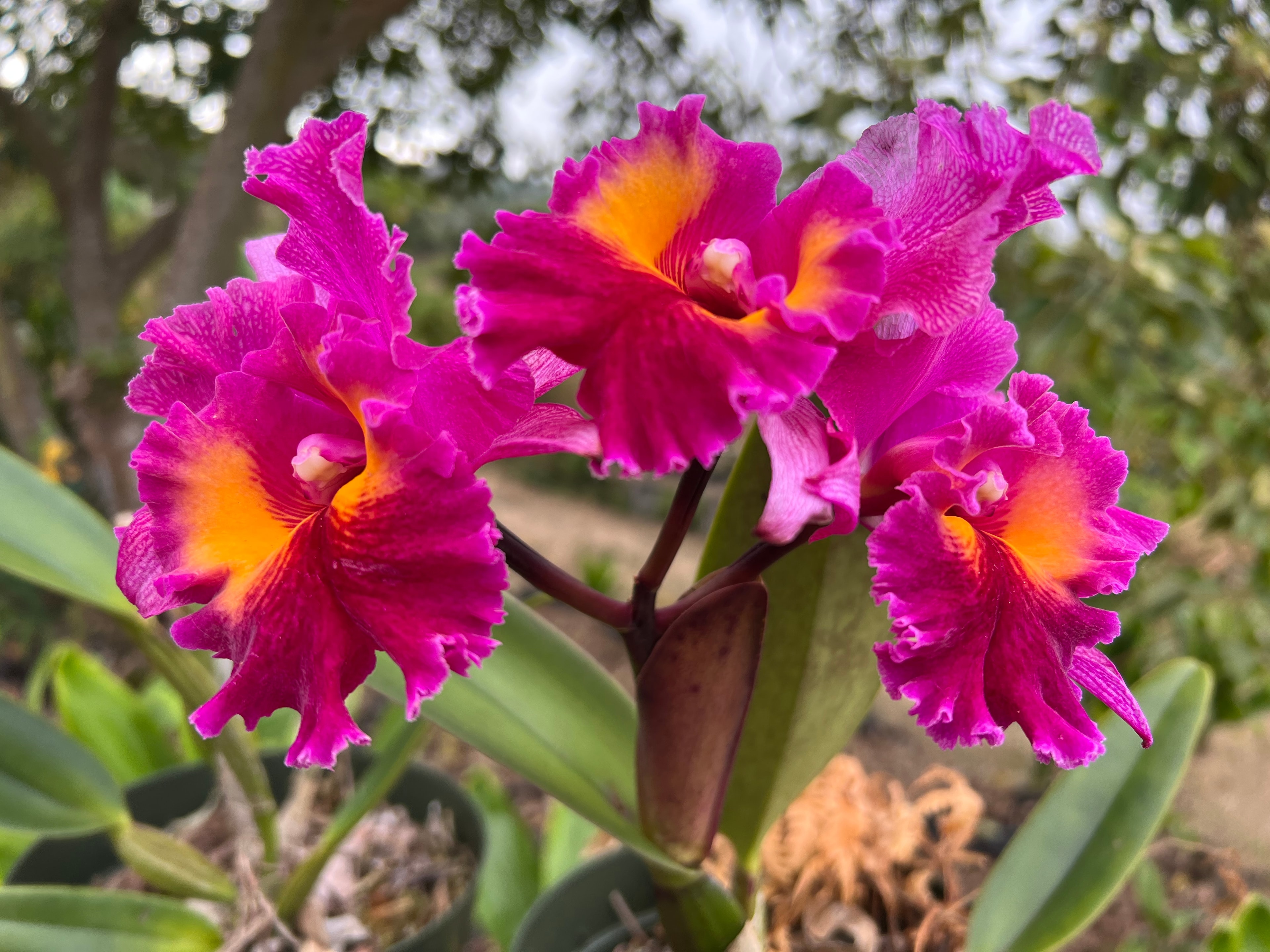 Rhyncholaeliocattleya Kalim Smith's Kahelelani 'Volcano Queen' — three blooms outdoors in warm golden light