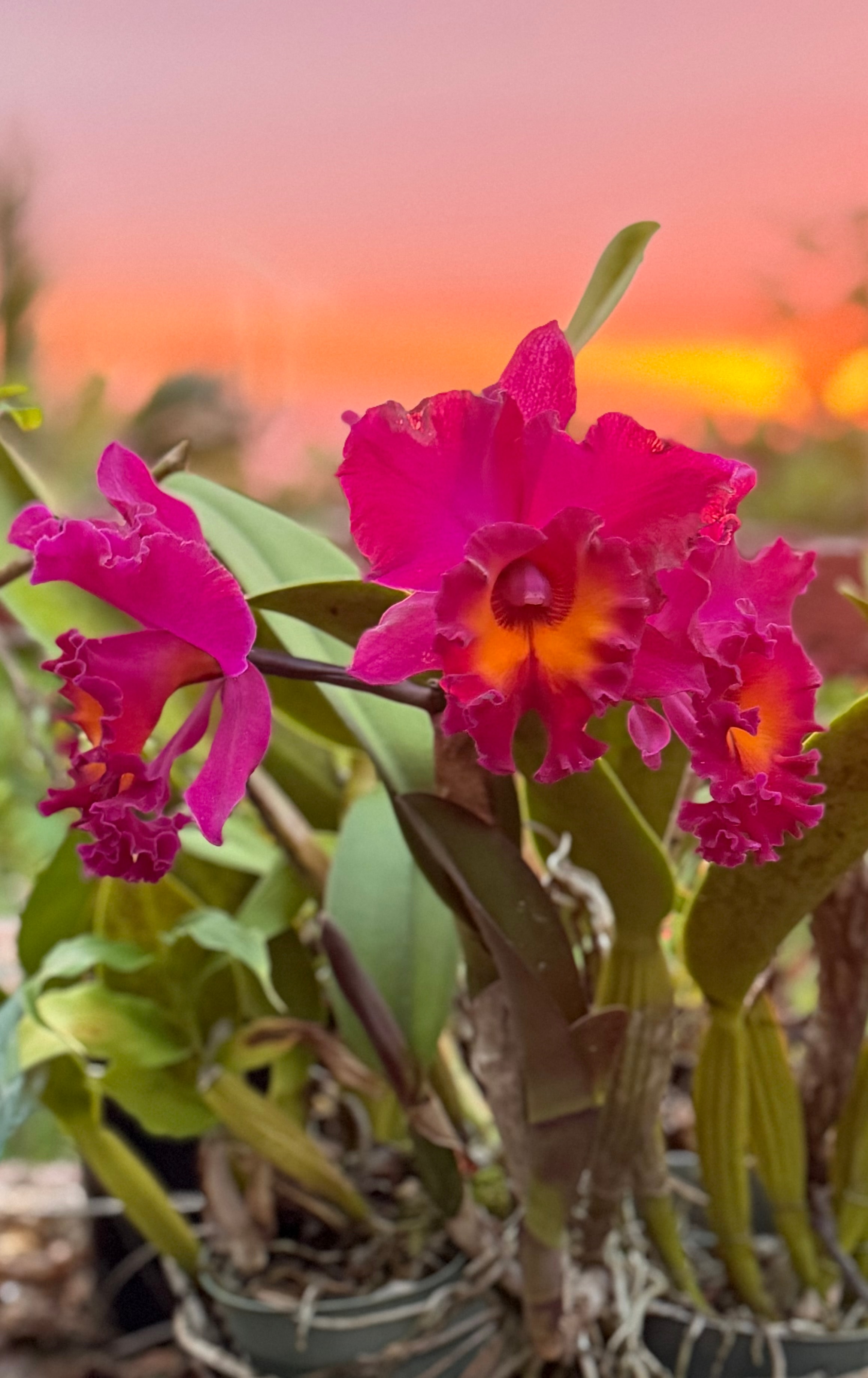 Rhyncholaeliocattleya Kalim Smith's Kahelelani 'Volcano Queen' — vivid magenta blooms with orange centers glowing against a golden sunset sky
